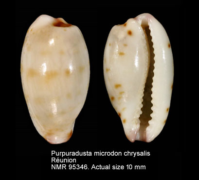 Purpuradusta microdon chrysalis.jpg - Purpuradusta microdon chrysalis (Kiener,1844)